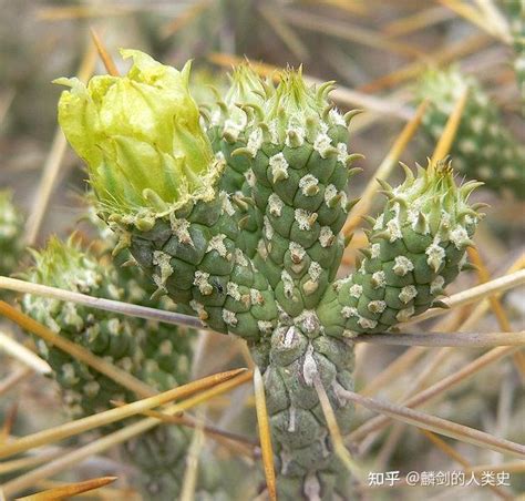 仙人掌人|仙人掌（仙人掌科仙人掌属植物）